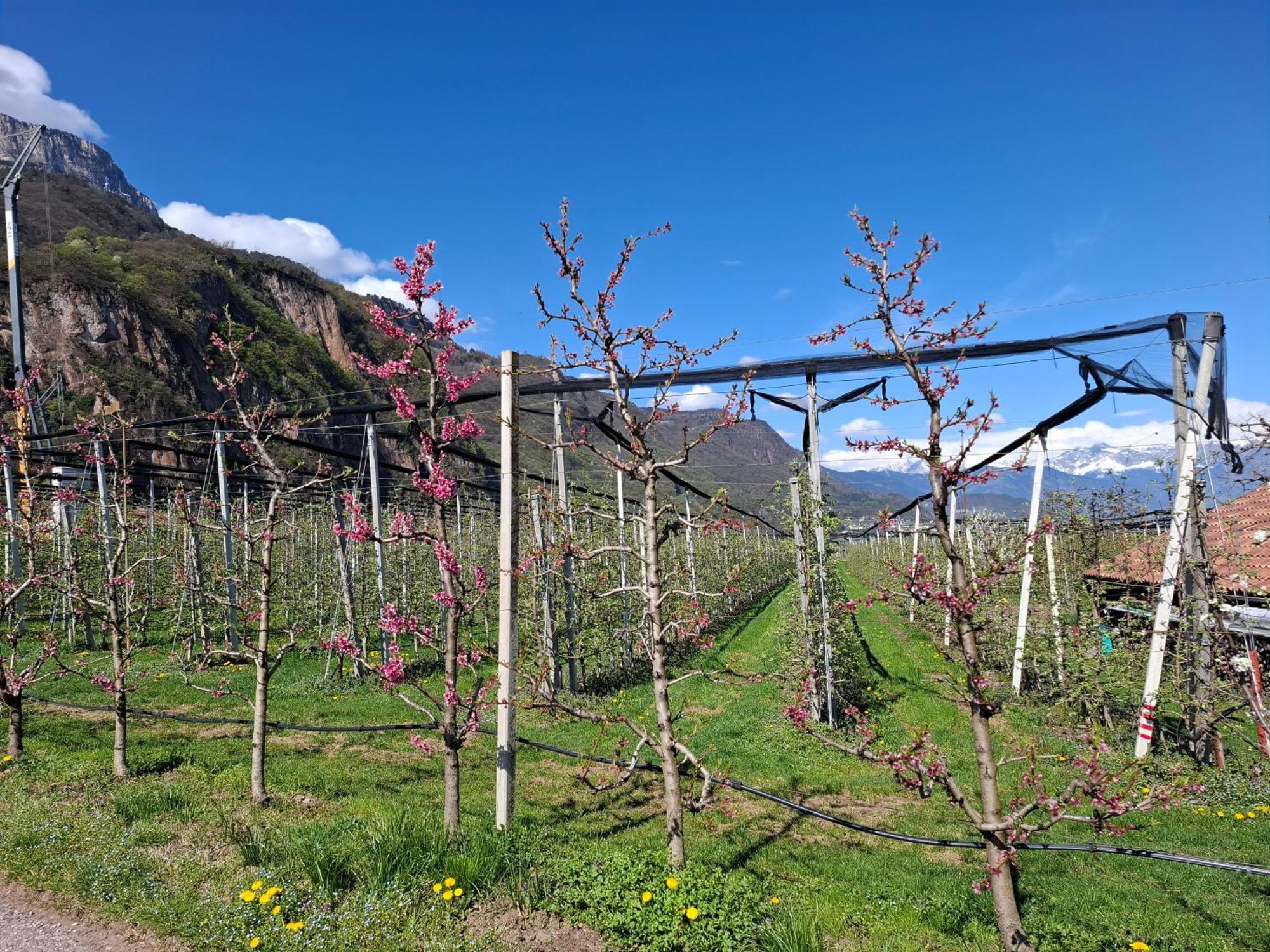 Versigglhof Appiano Sulla Strada Del Vino Exterior foto